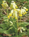   (Primula Veris L.)