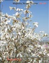 Magnolia Cobus