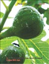 Moisson fig variety