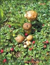   Boletus edulis