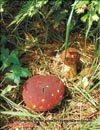 Boletus edulis