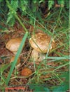   Boletus edulis