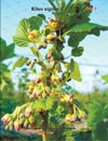  ׸ Ribes nigrum L.