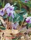 Blooming violets in late November