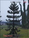   (Araucaria araucana)