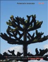   (Araucaria araucana)