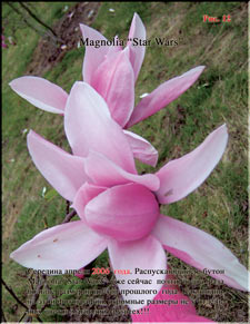 Magnolia Star Wars