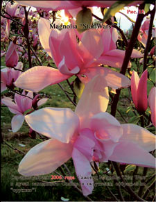 Magnolia Star Wars