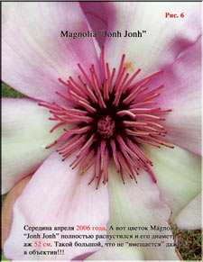 Magnolia John John