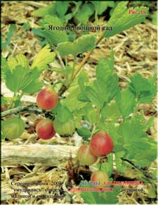 Gooseberries