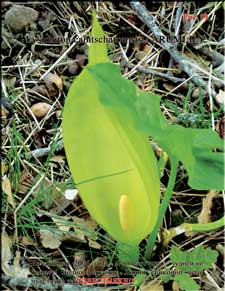    Lysichiton camtschatcensis