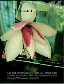 Magnolia Royal crown