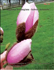 Magnolia Iolanthe