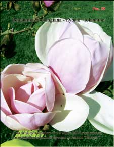 Magnolia Iolanthe