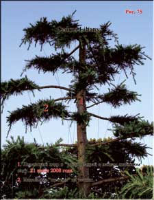 Cedrus Libany