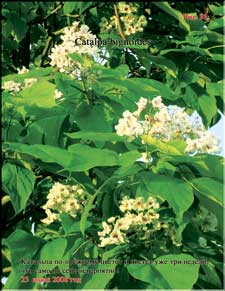 Catalpa blossoming