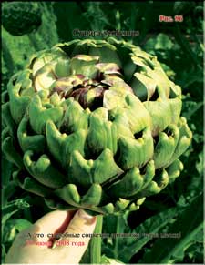 Enormous artichoke