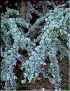 The Blue Atlas Cedar