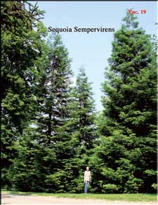 Sequoia Sempervirens