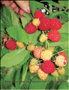 Enormous raspberries in June