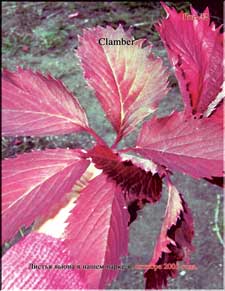 Climber's enormous leaves