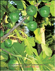 Figs in June