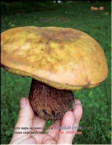 Enormous White mushrooms in June