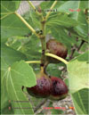 The fig tree  Ficus carica L.