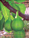 The fig tree  Ficus carica L.