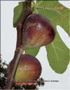 The fig tree  Ficus carica L.