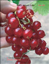 The red currants  Ribes vulgare Lam