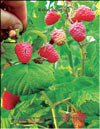 the red raspberries  Rubus daeus