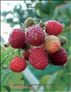    Rubus daeus