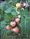 the yellow raspberry  Rubus ellipticus