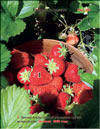 the strawberry  Fragaria ananassa