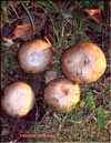    Shiitake