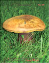 White mushroom  Boletus edulis
