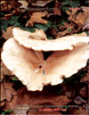   Cantharellus tubiformis