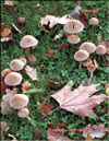 Summer Armillaria  Kuehneromyces mutabilis