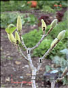 Magnolia Butterflies