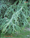 Cedrus Atlantica f. Glauca