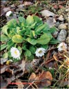 Daisies in February