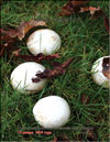  Agaricus campestris Fr.