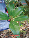 Magnolia Grandiflora in February