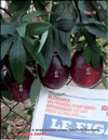 Passiflora Sayonara's fruits