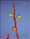     Ficus carica L.