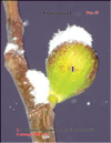 Figs  Ficus carica L.