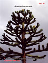    Araucaria araucana