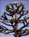    Araucaria araucana