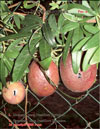  Passiflora Sayonara